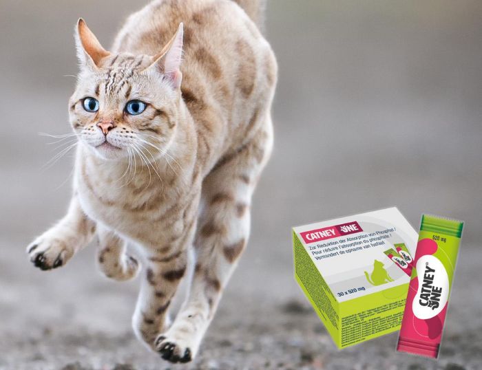 CATNEY ONE 30X520MG Sticks