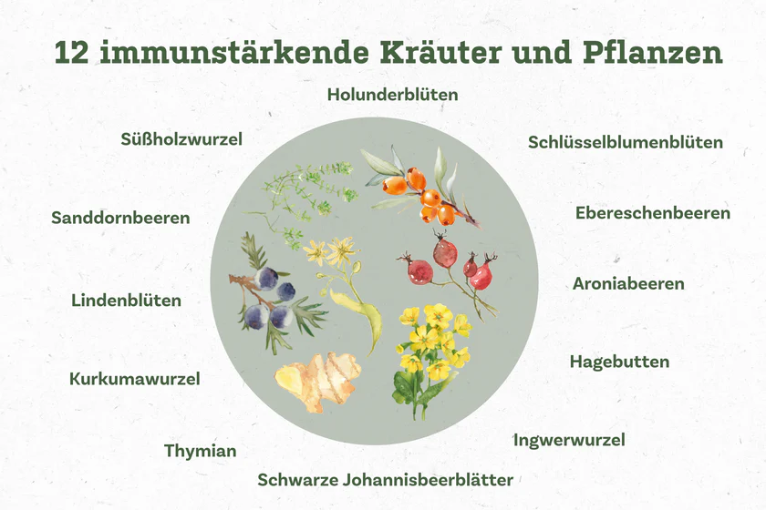SonnenMoor Immunkraft